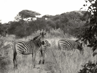 Fototapeta na wymiar Damara zebra, Equus burchelli antiquorum, in high grass Moremi National Park, Botswana