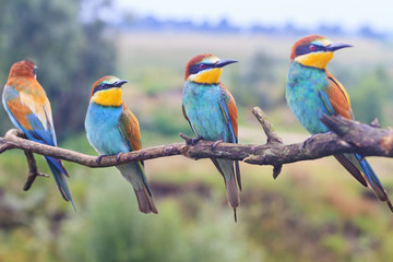 flock of colored birds on the branch looks one way