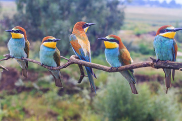 family of exotic birds european bee-eater, merops apiaster