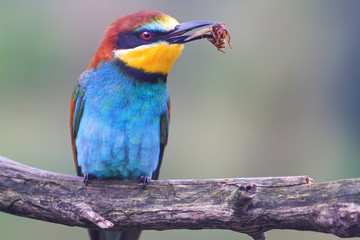 Exotic bird with horses in the beak