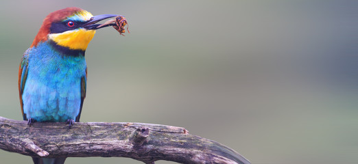 Wild colored bird with an insect in a beak panorama