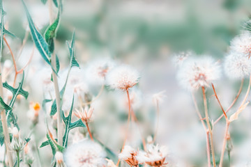 Beautiful floral background with dandelion flowers in summer. Pastel colors. Nature beauty.