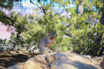 squirrel