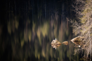 A lone gull on a rock