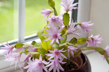 Easter Cactus growing in a plant pot  by a window  Easter Cactus growing in a plant pot  by a window  Easter Cactus growing in a plant pot  by a window     © Shelli Jensen