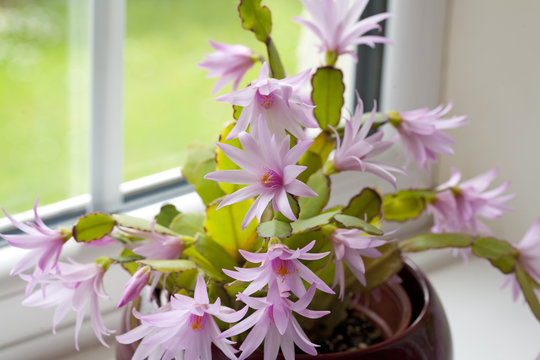Easter Cactus growing in a plant pot  by a window
Easter Cactus growing in a plant pot  by a window
Easter Cactus growing in a plant pot  by a window


