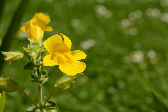 Mimulus flower with red spots