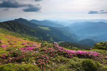 The lawn with pink rhododendron in the high mountains landscapes. The sky with clouds in beautiful light. Sunny spring day. Eco touristic resting.