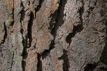 the natural background - pine bark
