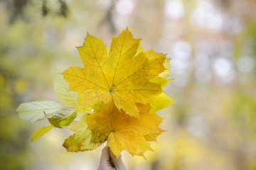 Bouquet of yellow maple leaves in a female hand. Autumn concept