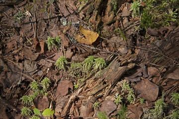 the natural background - in forest