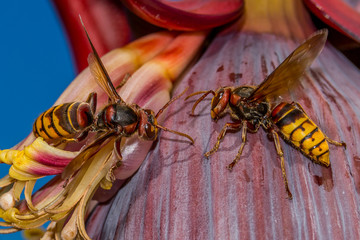 Naklejka premium Wasps