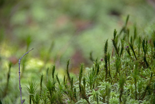 the natural background - moss