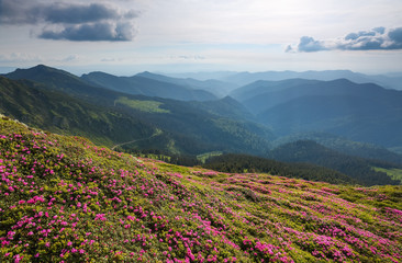 Landscape with beautiful pink rhododendron flowers. Sky with clouds. High mountains in haze. Place of resort for Tourists. Location the Carpathian Mountains, Marmarosy, Ukraine.