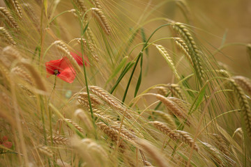 Reifes Getreide-Feld mit Mohnblume