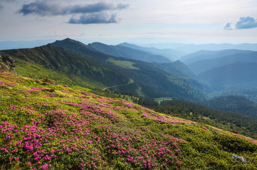 Fototapeta na wymiar Landscape with beautiful pink rhododendron flowers. Sky with clouds. High mountains in haze. Place of resort for Tourists. Location the Carpathian Mountains, Marmarosy, Ukraine.