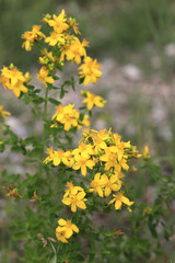 Echte Johanniskraut (Hypericum perforatum), Blüten