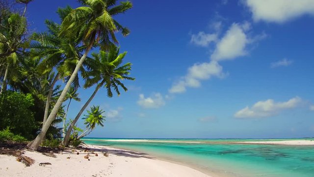 travel, seascape and nature concept - tropical beach with palm trees in french polynesia
