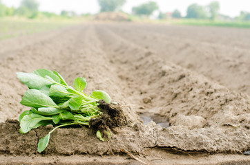 cabbage seedlings ready for planting in the field. farming, agriculture, vegetables, agroindustry.