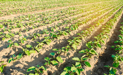 young eggplants grow in the field. vegetable rows. Agriculture. farmlands. Landscape with agricultural land