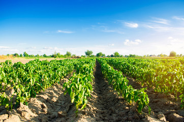 vegetable rows of pepper grow in the field. farming, agriculture. Landscape with agricultural land
