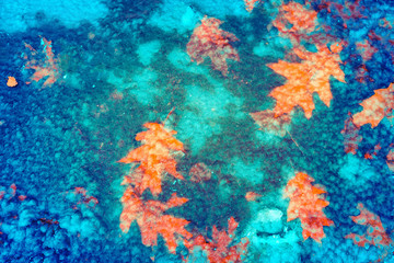 Naklejka na ściany i meble Maple autumn leaves in ice. Winter colorful background