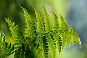 Green fern in the forest