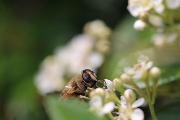 Harvesting bee in the garden