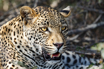 Portrait of a male leopard in Sabi Sands Game Reserve, part of the Greater Kruger Region, in South Africa