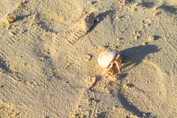 Hermit crab on beach in Eygpt, crab running in sand