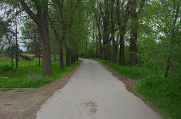 Countryside asphalt road surrounded with trees, springtime
