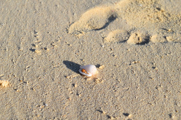 Shell lying in sand on beach, red sea
