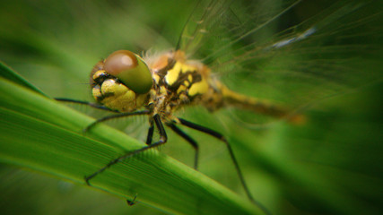 Dragonfly_004