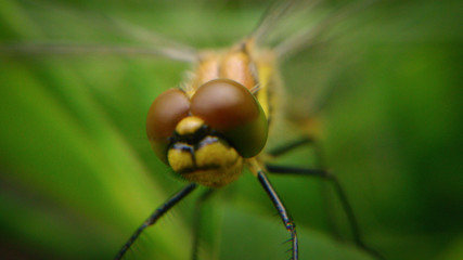 Dragonfly_005