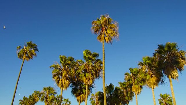 summer holidays concept - palm trees over blue sky at venice beach, california