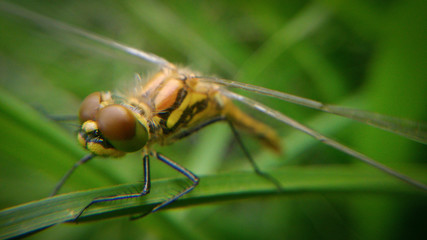 Dragonfly_008