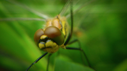 Dragonfly_009