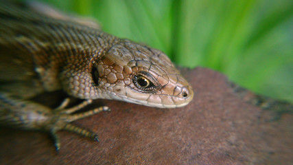 Lizard_001