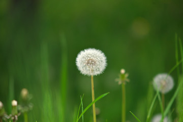 Dandelion Blowball flower on green grass background during spring time