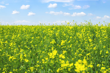 Obraz premium field of yellow flowers with a blue sky with white clouds on a warm summer sunny day