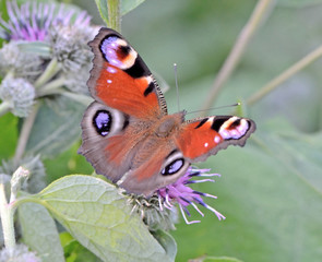butterfly sitting on thistle macro leaves