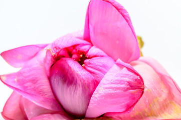 Fototapeta na wymiar Lotus or Lily Flower