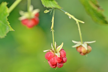 raspberry growing in the garden, macro