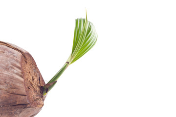 sprout of the coconut tree on white background planting agriculture isolated
