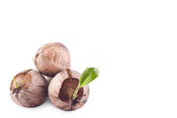 sprout coconut  seedlings are Natural growth on white background planting agriculture isolated
