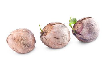 coconut  seedlings are growing sprout on white background planting agriculture isolated
