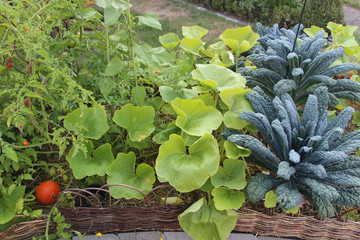 Gem&uuml;sebeet Mischkultur Permakultur