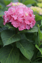 Hortensien (Hydrangea)  Blüten