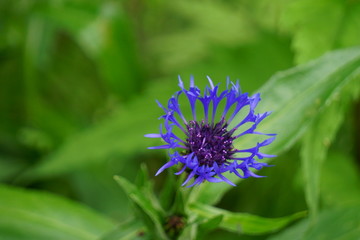 Obraz premium Blaue Blume