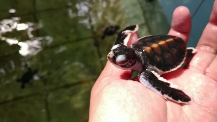 Close up clip of an endangered newborn baby green sea turtle in hand